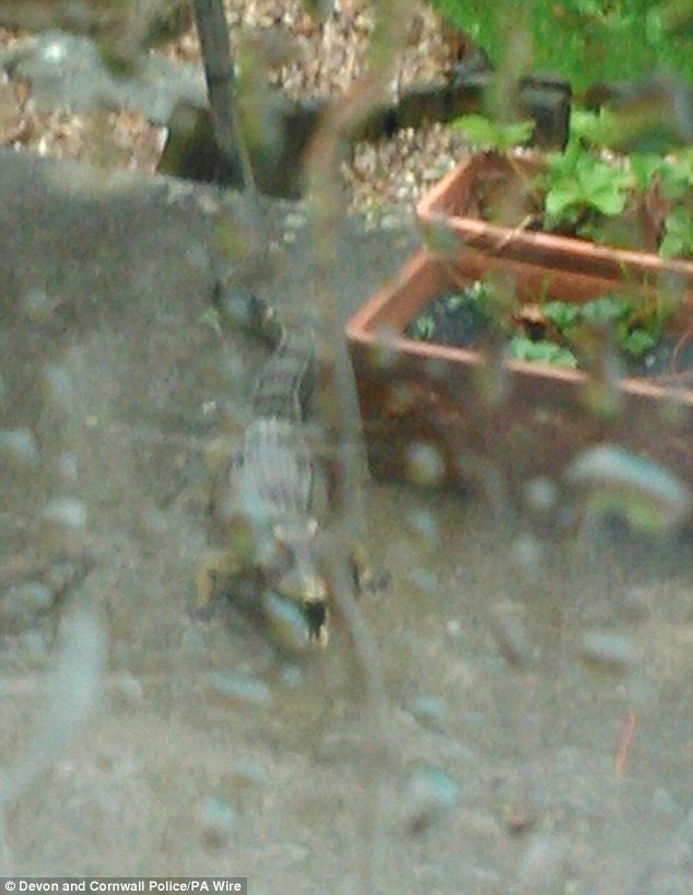 英国妇人煮饭煮到一半瞥见院子里有只张大嘴的鳄鱼