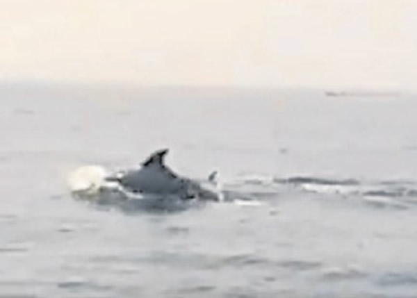 马来西亚华裔少年出海遇上海豚群