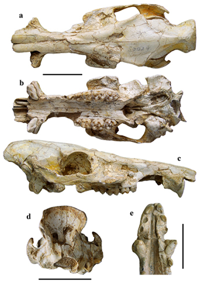 ���Ĺ������Chleuastochoerus linxiaensis��ͷ�ǣ����ͱ걾 �����ؿ���ͼ��