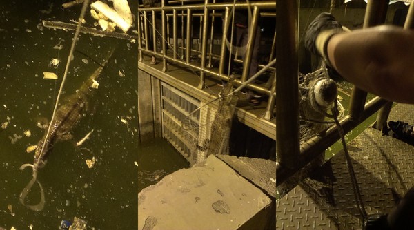 消防队员与钓客共同将鳄鱼拉上岸的惊险瞬间。(图/嘉义消防局布袋分队提供,请勿随意翻拍使用)