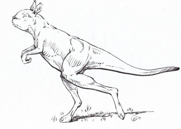 专家指这种史前袋鼠能够直立走路。图为其构想图。