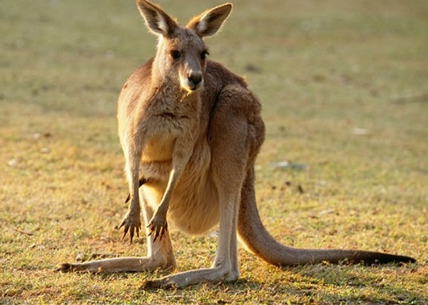 现时的袋鼠(图)以跳跃的方式移动
