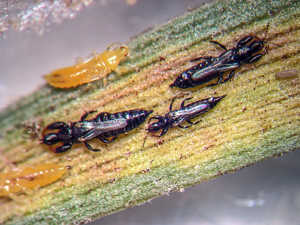 澳大利亚牧草虫会筑家园避干燥