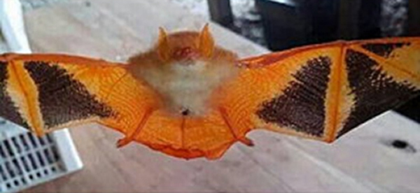 泰国佛丕府塔杨县噶布镇村民意外发现一只“蝴蝶蝙蝠”