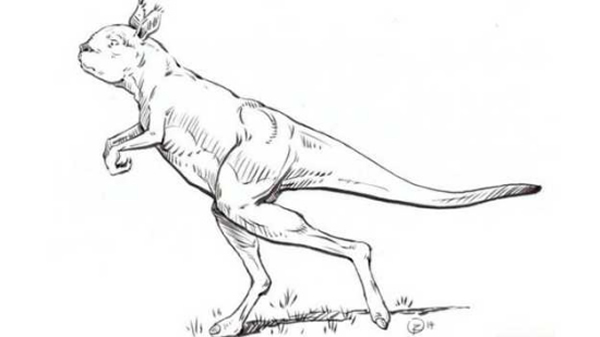 已经绝迹的澳大利亚史前巨型袋鼠是用后腿站立行走