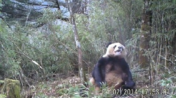 Ұ����Ƶ��ز�׽���㵽����è�Ա�����ο��