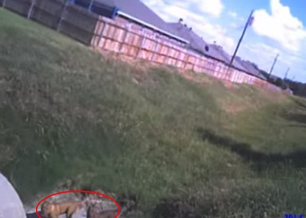 �����·��ɼ�����ʱ��Ա��ǰ����2ֻС����