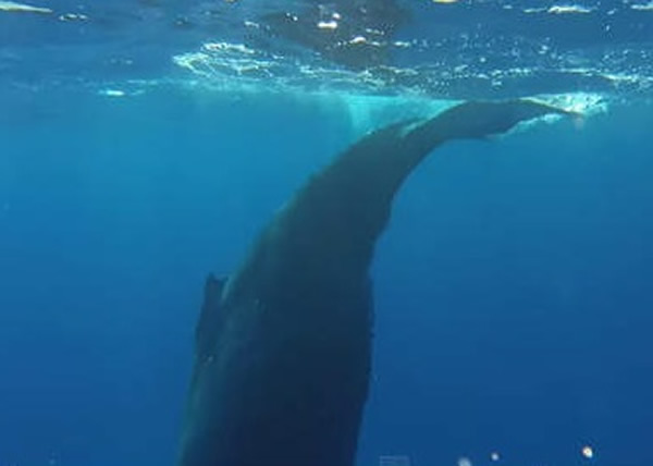 ��ͷ��˯�Ѻ��Ȱڶ�β�͡�