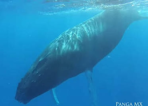 ���忪ʼ��ƽ