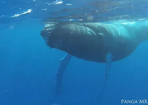 ���Ϻ������