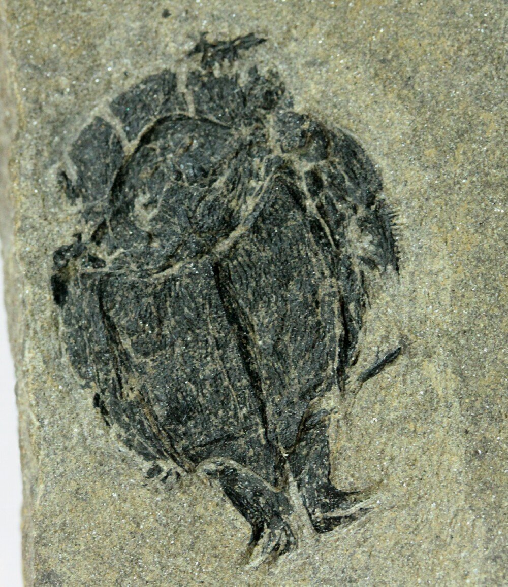 ޿ѧҷֵһֻԽĶ賓3.85ǰƤٵС֫