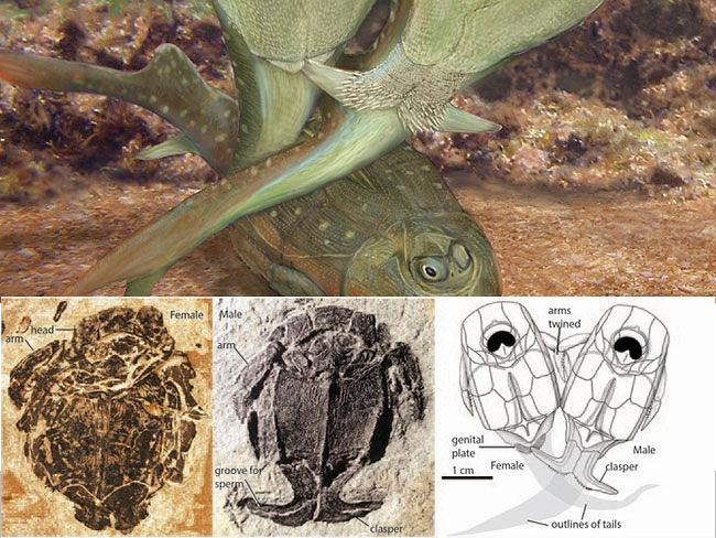 ޿ѧҷֵһֻԽĶ賓3.85ǰƤٵС֫