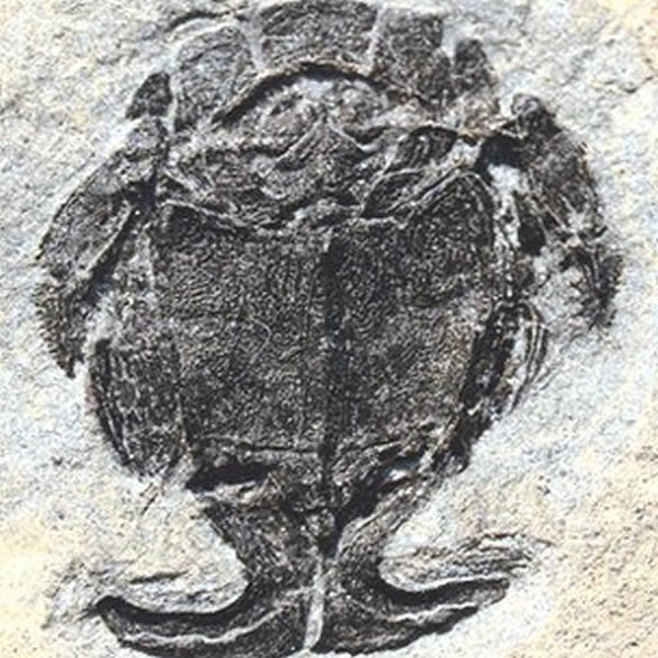 ��ѧ���о�С֫��Ļ�ʯ�󣬵ó����ۡ�