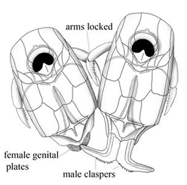 ����С֫�㽻��ʱ�Ტ��һ���ֲ���β��������𣬶��������衣