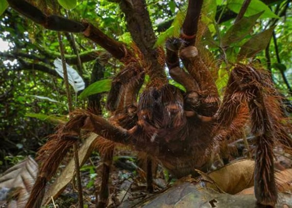 ����ѧ��������������ѷɭ���������Ų��� ���־��ͳ���֩��