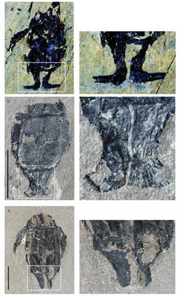 小肢鱼化石照片。由上而下第一排:雄性小肢鱼化石及外生殖器;第二排:雄性小肢鱼化石及未完全发育的外生殖器;第三排;雌性小肢鱼化石及成对骨板。