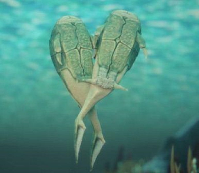 3.85亿年前盾皮鱼纲小肢鱼掌握了性交本领