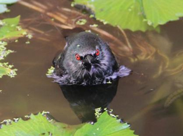 马来西亚出现真实版“愤怒的小鸟”