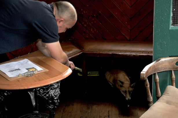 Ӣ����һֻ����ˤ��͹��̴����ⱥ��һ�� ������¶��һ������