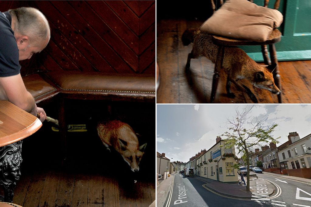 Ӣ����һֻ����ˤ��͹��̴����ⱥ��һ�� ������¶��һ������