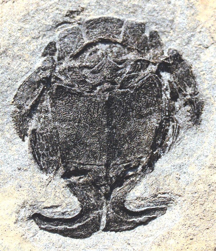 古生物「小肢鱼」(Microbrachius)的雄性与雌性皆有明显的性器官,例如这只雄鱼身上状似鳍肢的交尾器;这让它们成了已知会进行体内受精的脊椎动物中,年代最