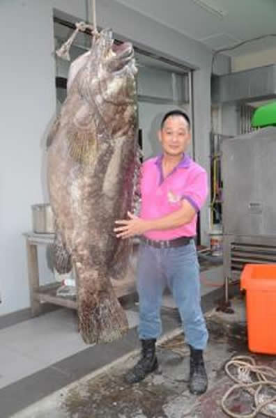 “阿大鱼头”东主许先生和重逾160公斤,体积庞大的龙虿合照。