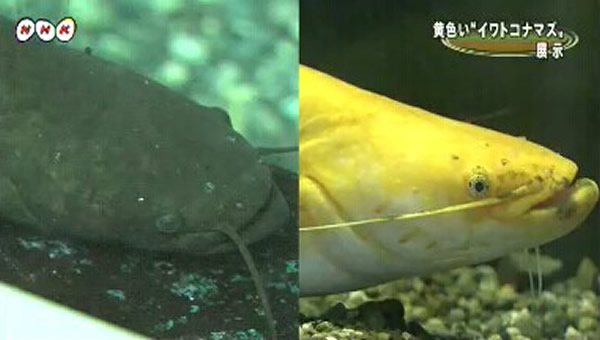 黄色石鲶与传统石鲶的对比