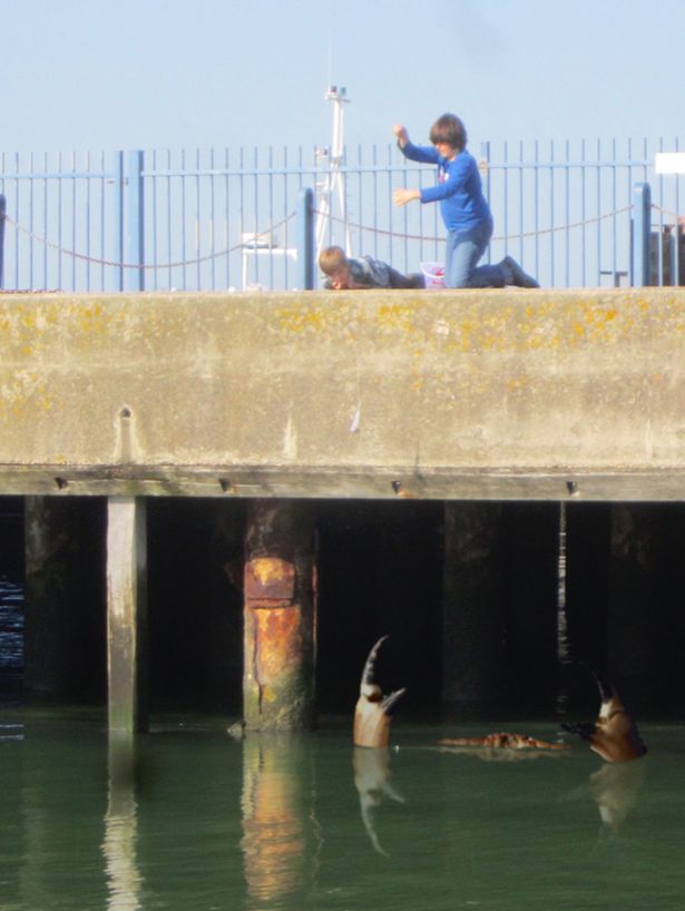 英国肯特郡惠特斯特布港口附近水域再现“巨型螃蟹”身影