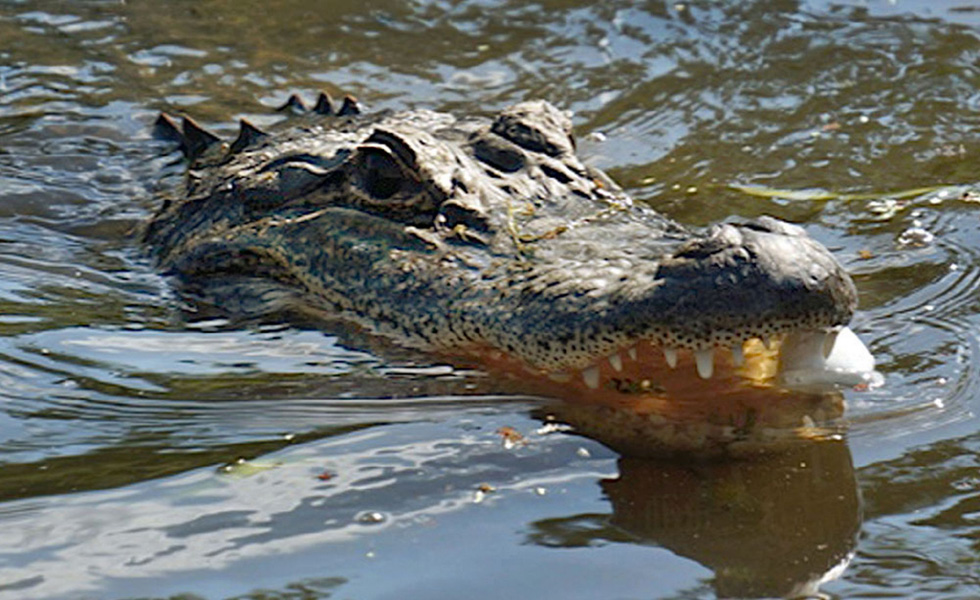一头鳄鱼正在食用棉花糖