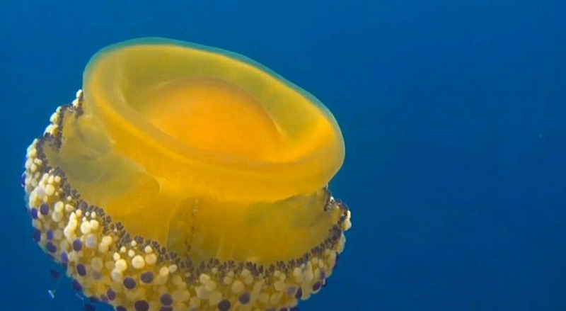 布兰德说:“我曾在美国国家地理杂志日历上看到过蛋黄水母的照片,它们简直酷得不可思议。”