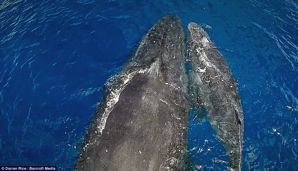 Ӣ����Ӱʦ��׽��ͷ���ĳ�Ψ��ӰƬ