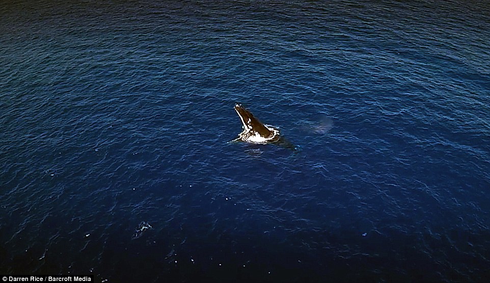 Ӣ����Ӱʦ��׽��ͷ���ĳ�Ψ��ӰƬ