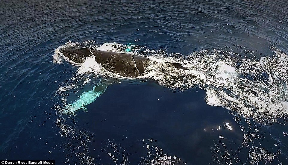 Ӣ����Ӱʦ��׽��ͷ���ĳ�Ψ��ӰƬ