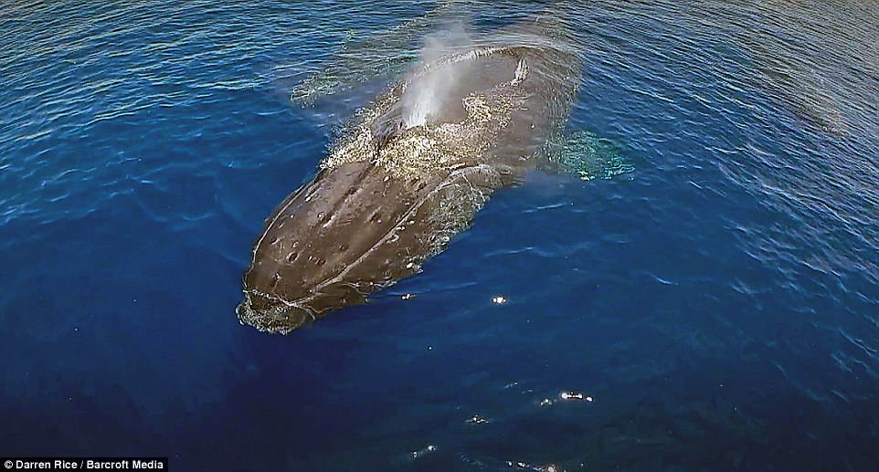 Ӣ����Ӱʦ��׽��ͷ���ĳ�Ψ��ӰƬ