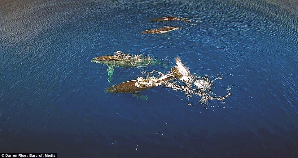 Ӣ����Ӱʦ��׽��ͷ���ĳ�Ψ��ӰƬ