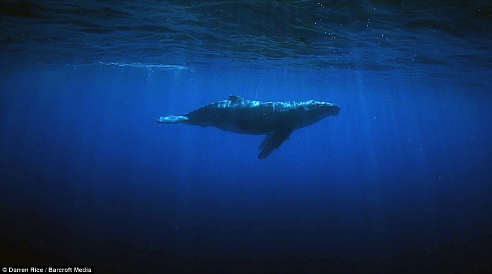 Ӣ����Ӱʦ��׽��ͷ���ĳ�Ψ��ӰƬ