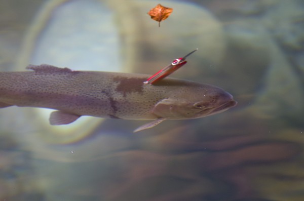 ��ʿ�����ں��������ĵ�һ������ͷ���·�����һ�Ѻ�ɫ����ʿ����