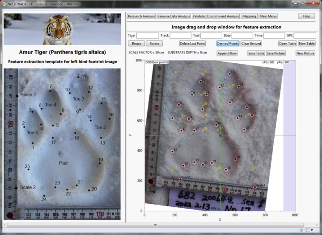 逮到偷鸡贼——普京的西伯利亚虎Kuzya