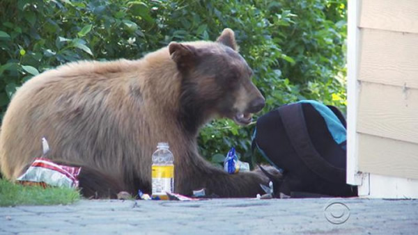 面对食物的诱惑,很多黑熊不得不进入居民区,造成人们困扰。
