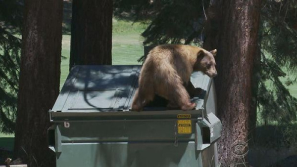 一只黑熊在垃圾站寻找食物