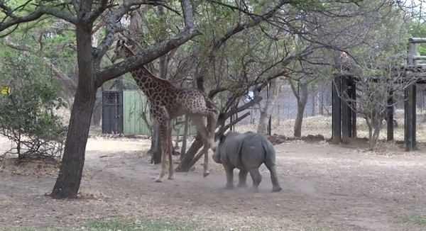 ����¹��ŭ�ߡ��պ�����ͷ����Ϭţʹ��ת�����ȿ񱼡�