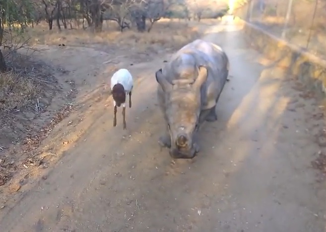 小山羊在犀牛身旁团团转