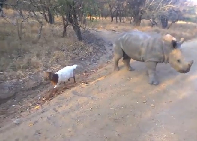 犀牛急速退后,小山羊连忙逃跑。