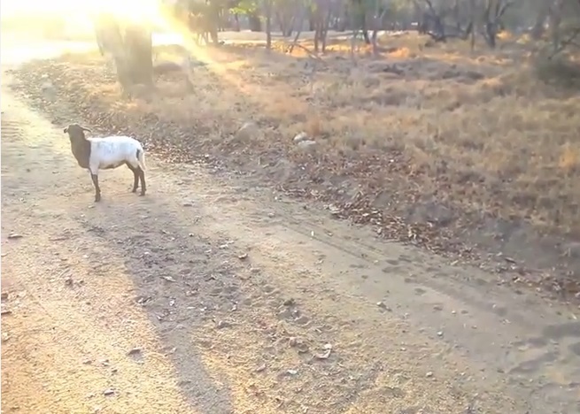 小山羊愣在原地,回头等候小犀牛来追它。