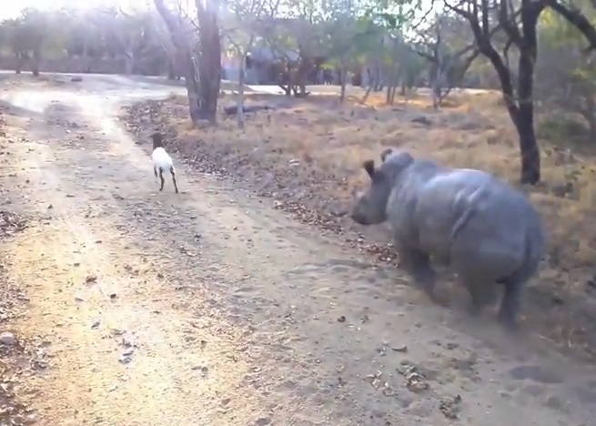 小犀牛向前追着小山羊
