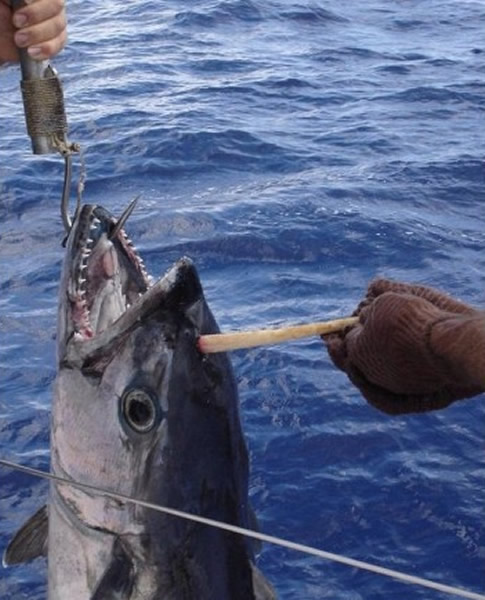 哈斯克尔3人小心翼翼替吞拿鱼拔走尖刺