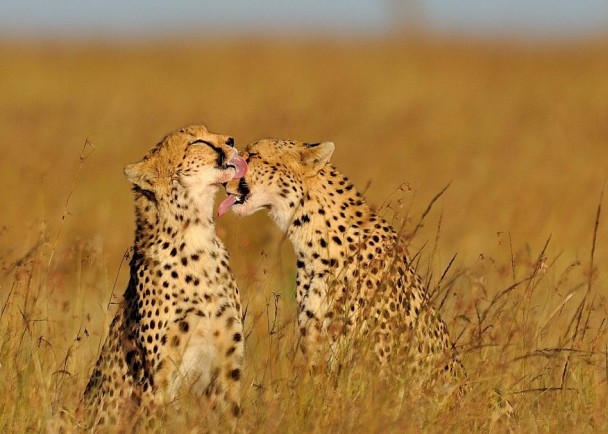 一只成年雌性猎豹正在亲吻它的孩子