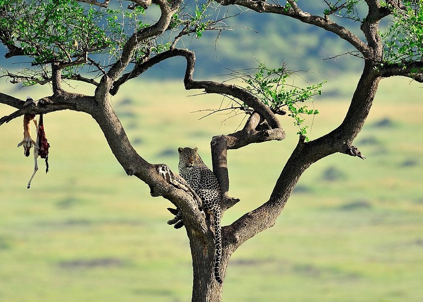 肯尼亚一只雄豹爬在树上,树枝上吊着它捕获的猎物。