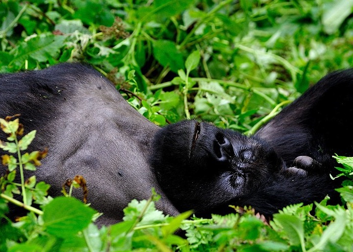 这只卢旺达的猩猩,正躺草地上休息。