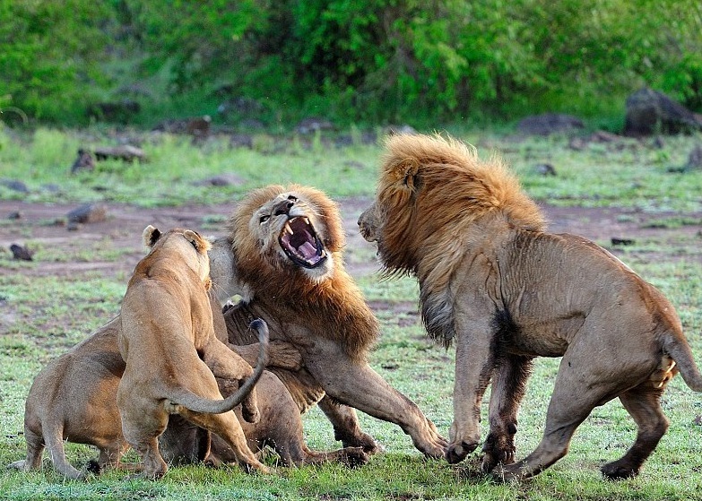 雌狮(左)正在攻击雄狮。
